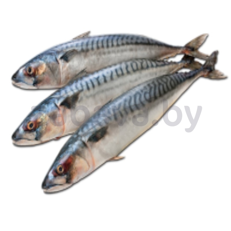 Скумбрия, размерн. ряд 400-600, с/м, 1 кг