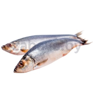 Сельдь «Фауна», м/с, жирная, крупная, 1 кг