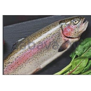 Форель радужная, непотр., с/м, с/г, 1 кг