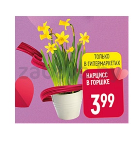 Нарцисс в горшке