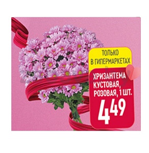 Хризантема кустовая, розовая, 1 шт