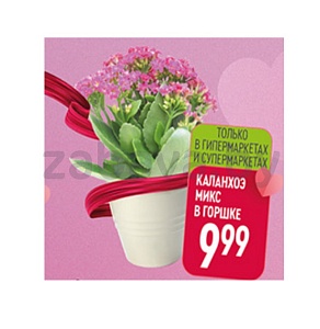 Каланхоэ микс, в горшке